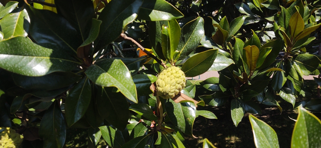 Fruit on a tree