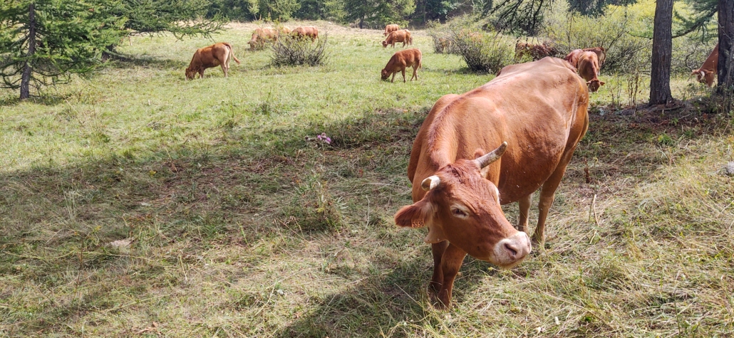 Alpine Cows