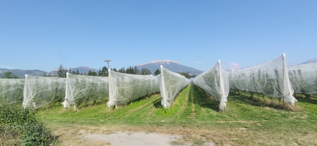 Pommes des Alps in Provence