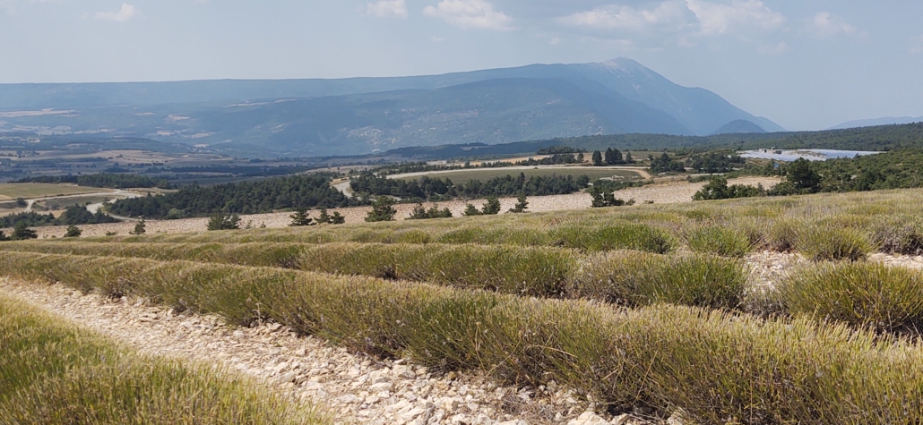 Harvested lavendar fields with Mont Ventoux on the background