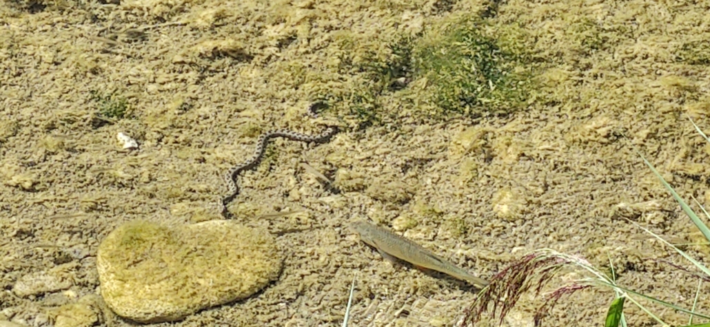 water snake and fish in river