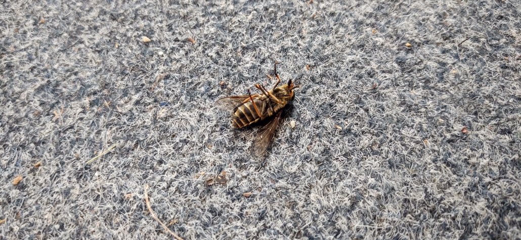 Bug lying on motorhome carpet.