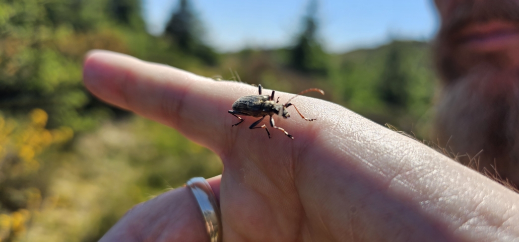 Large insect on finger