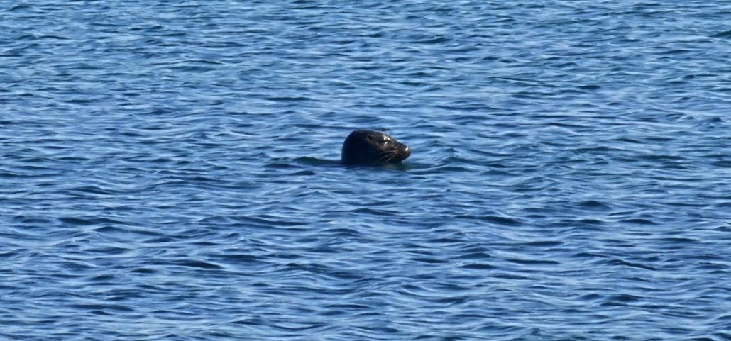 seal head in the water