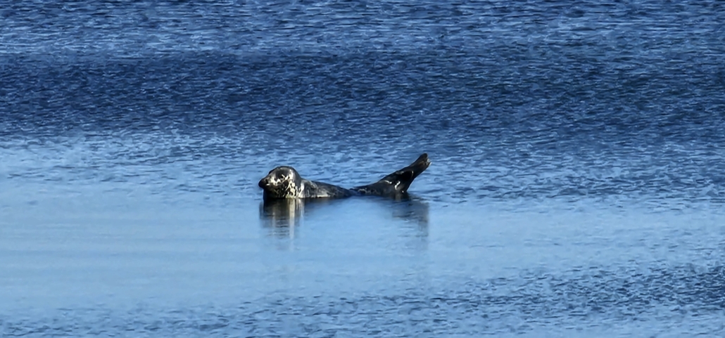 Seal basking on a rock in the sea