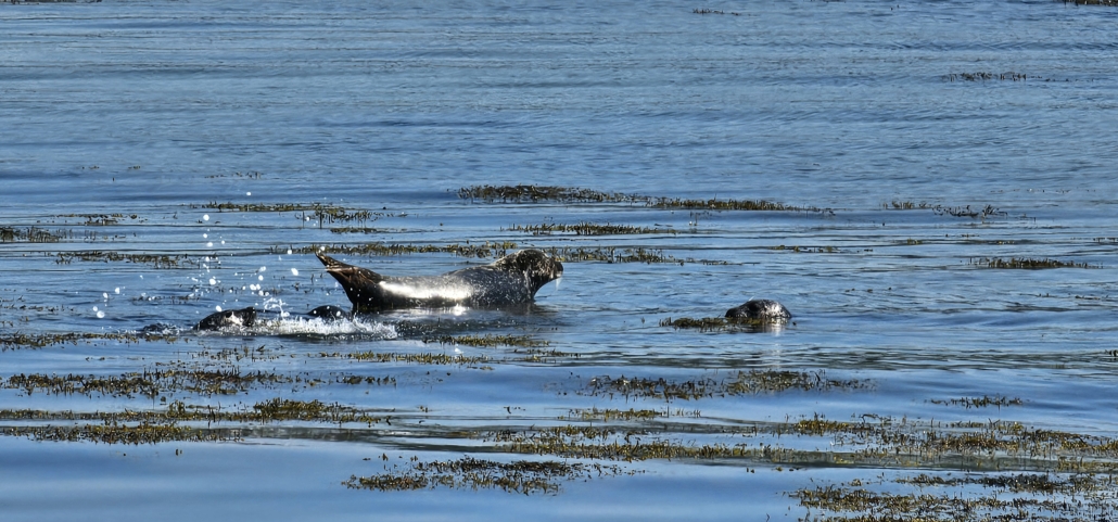 Seal basking in the sun on a rock