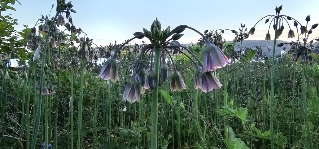Flower on the isle of arran