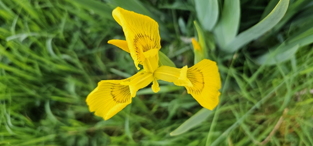 Flower on the isle of arran