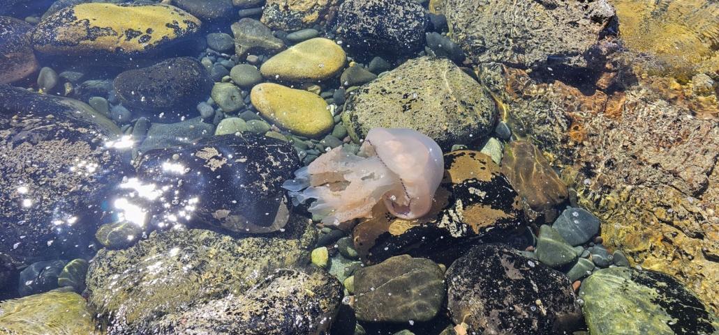 barrel jellyfish on Arran