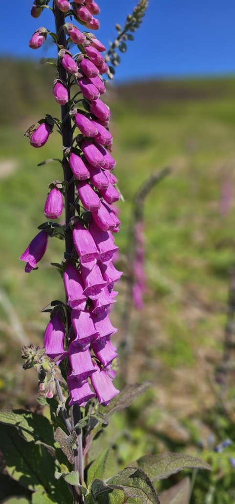 Flower on the isle of arran