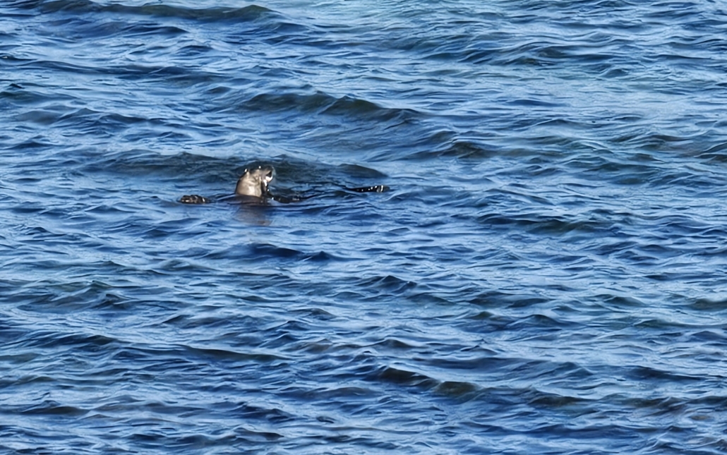 An otter in the sea seen from Lochranza