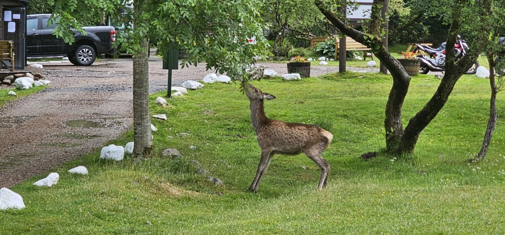 red deer squirrel campsite glen coe