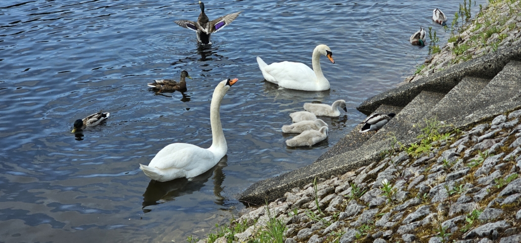 swans, signets and ducks in the river