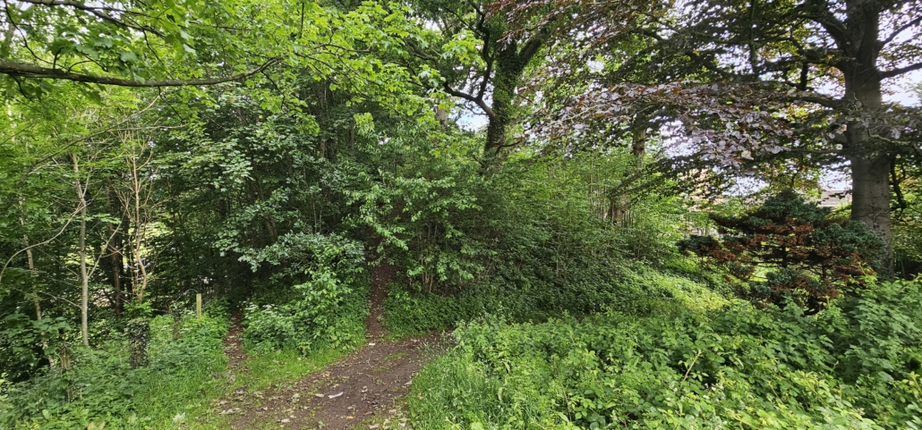 Trees with mud path